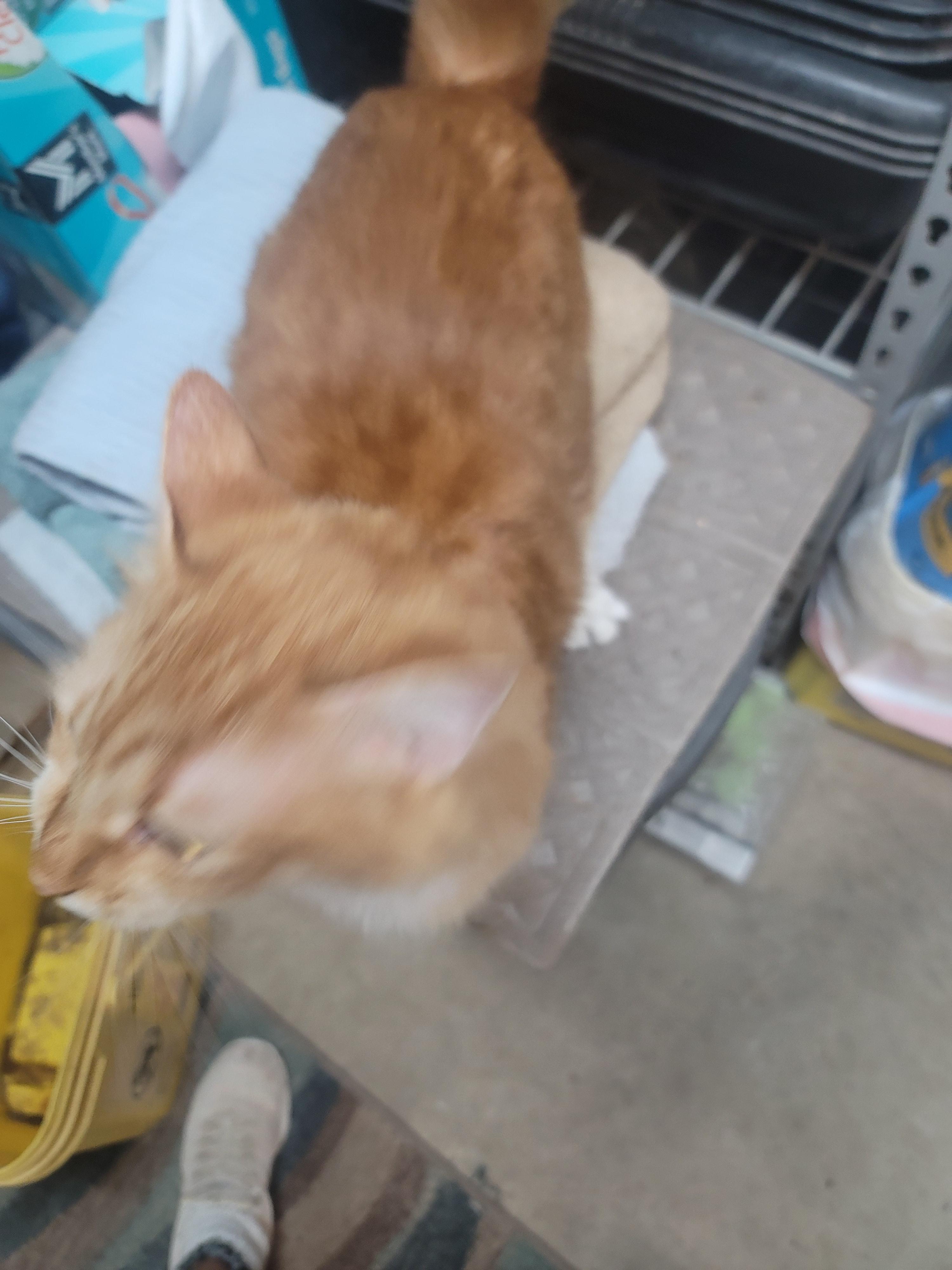 Enlarge Joe Dirt, a Adoptable Domestic Long Hair in Winston-Salem, NC image 3/3