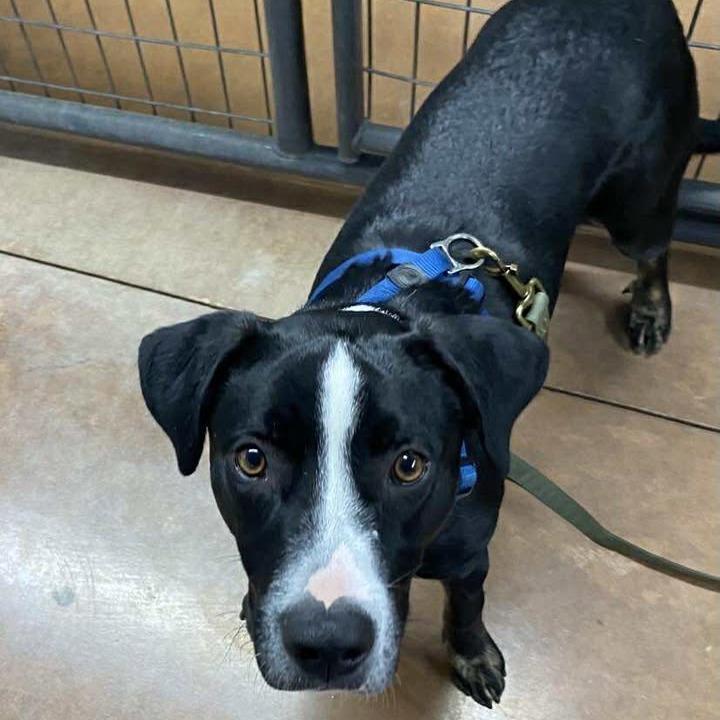 Rocky, Adoptable, Young Male Border Collie & Boxer.