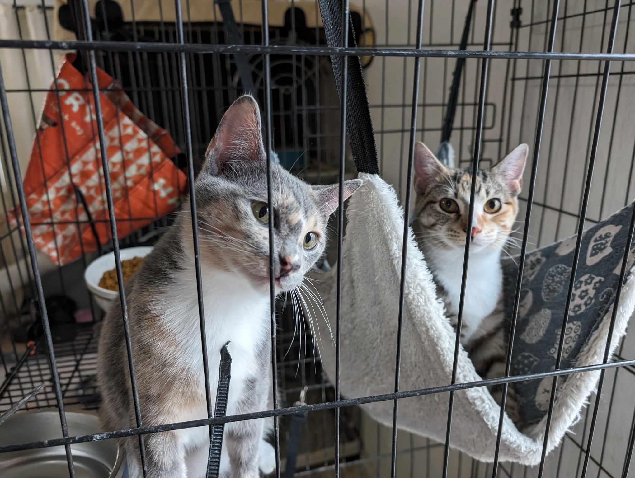 Enlarge Moth, a Adoptable mixed breed in Cleburne, TX image 1/3