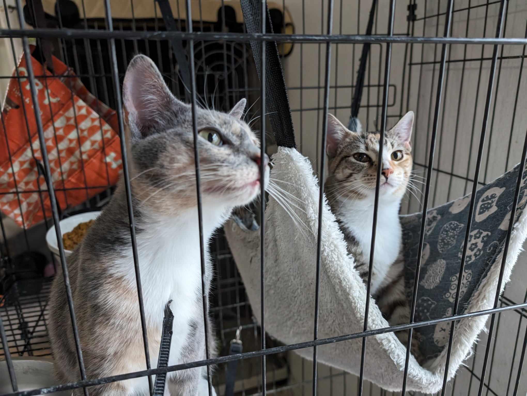 Moth, Adoptable, Adult Female Domestic Short Hair.