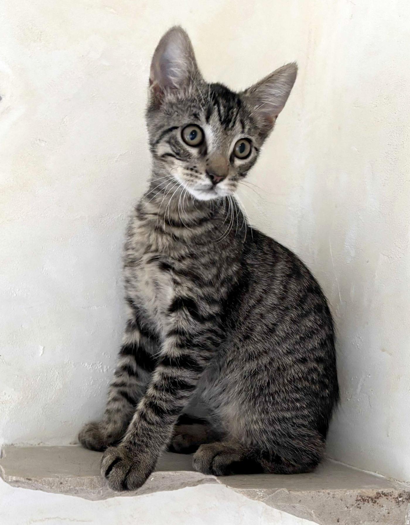 Leo, a ADOPTABLE Domestic Short Hair in Manitou Springs, CO image 3/3