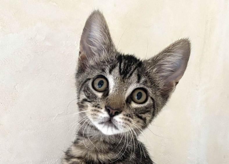 Leo, ADOPTABLE, Kitten Male Domestic Short Hair.