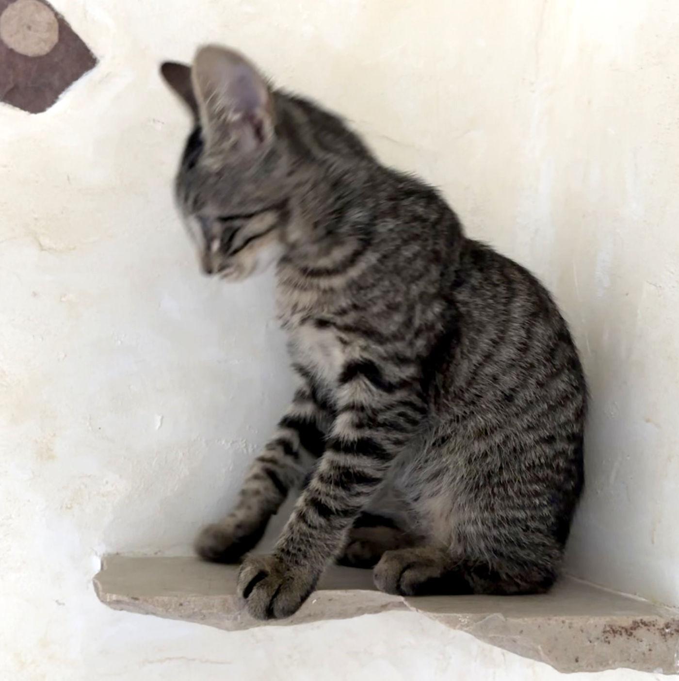 Leo, a ADOPTABLE Domestic Short Hair in Manitou Springs, CO image 2/3
