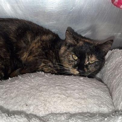 Roxie, Adoptable, Young Female Domestic Short Hair.