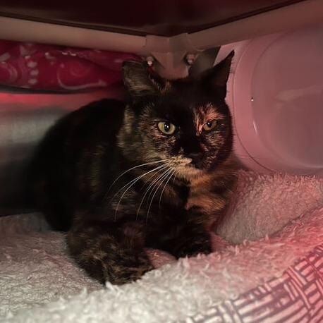 Enlarge Roxie, a Adoptable Domestic Short Hair in Driggs, ID image 2/3