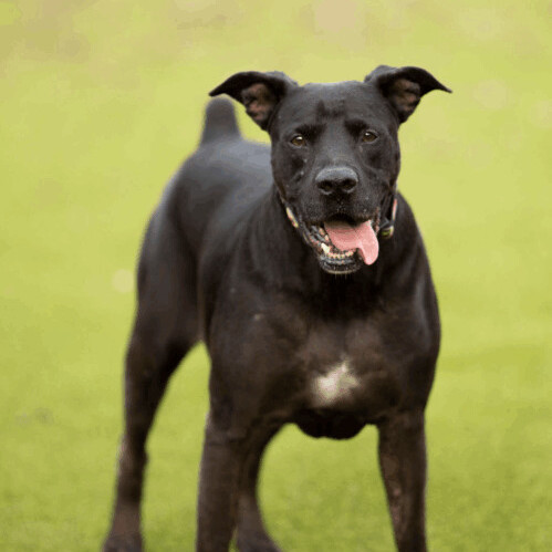 Bouncer, Adoptable, Senior Male Boxer & Labrador Retriever.