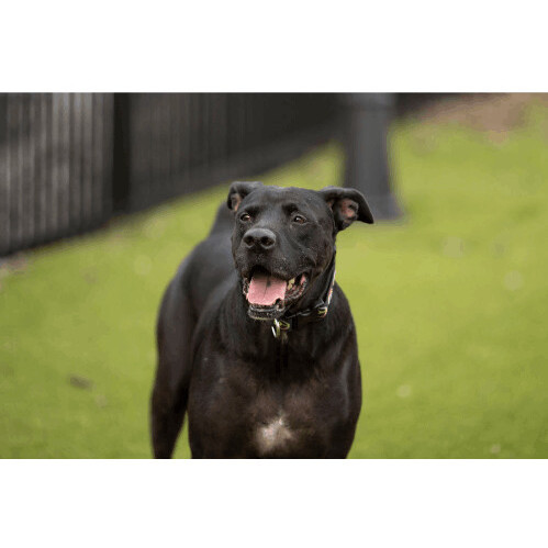 Bouncer, a Adoptable mixed breed in Orange City, FL image 3/4