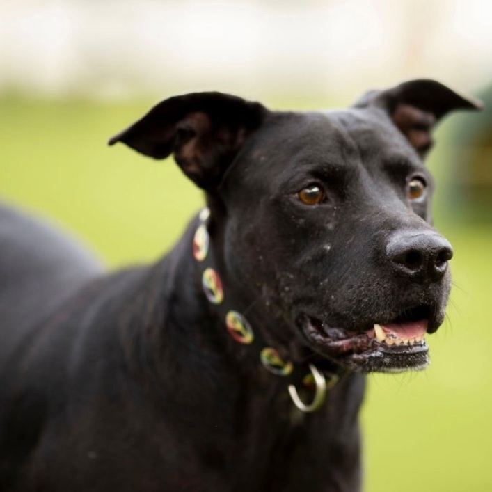 Bouncer, a Adoptable mixed breed in Orange City, FL image 4/4