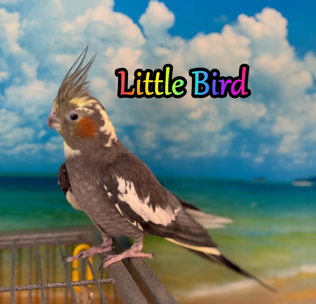 Little Bird, Adopted, Adult Female Cockatiel.
