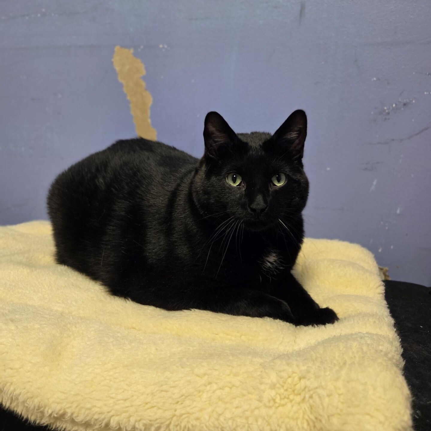 Shadow — thumbnail 2