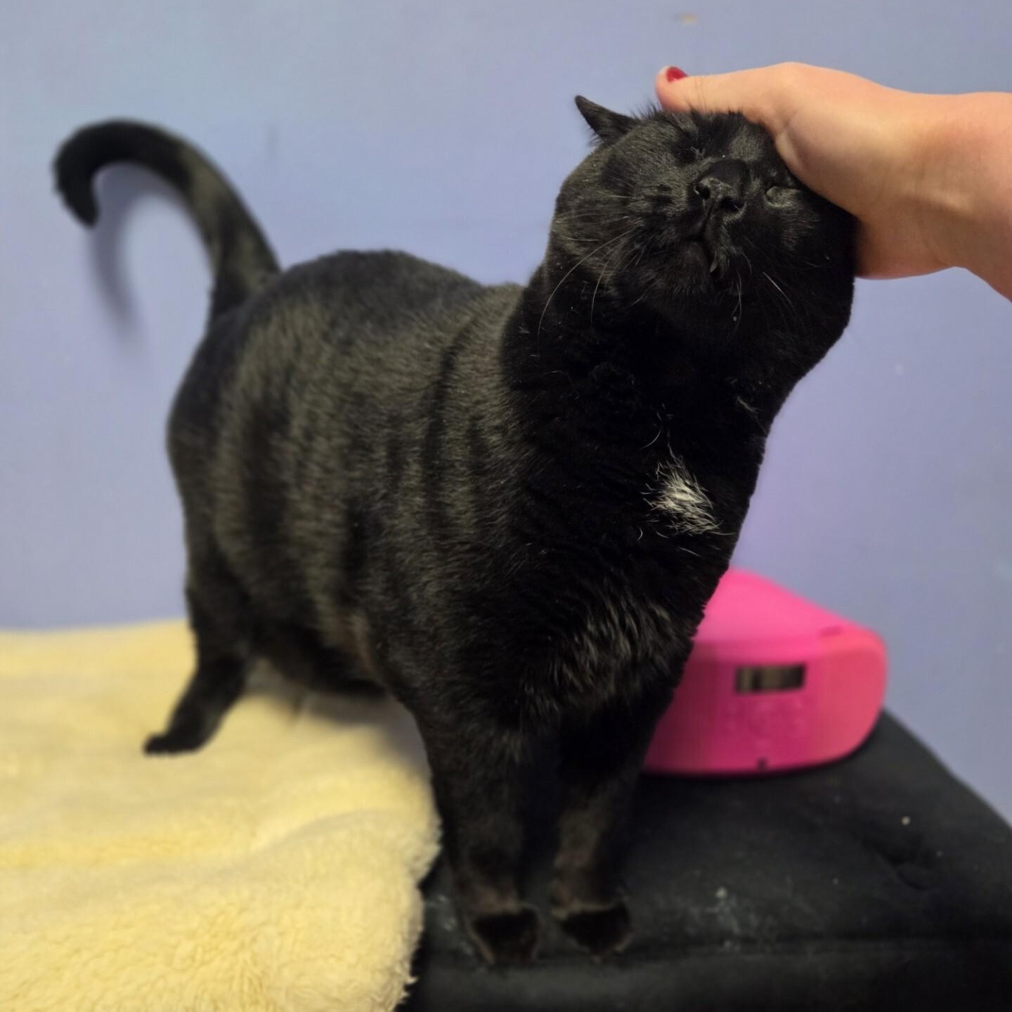 Shadow — thumbnail 3