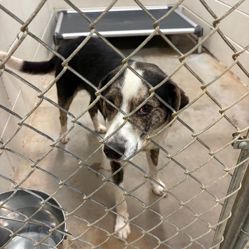 Huxley - 052006U, a Adoptable mixed breed in Tupelo, MS image 2/3
