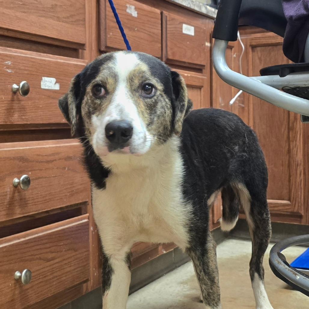 Huxley - 052006U, a Adoptable mixed breed in Tupelo, MS image 3/3