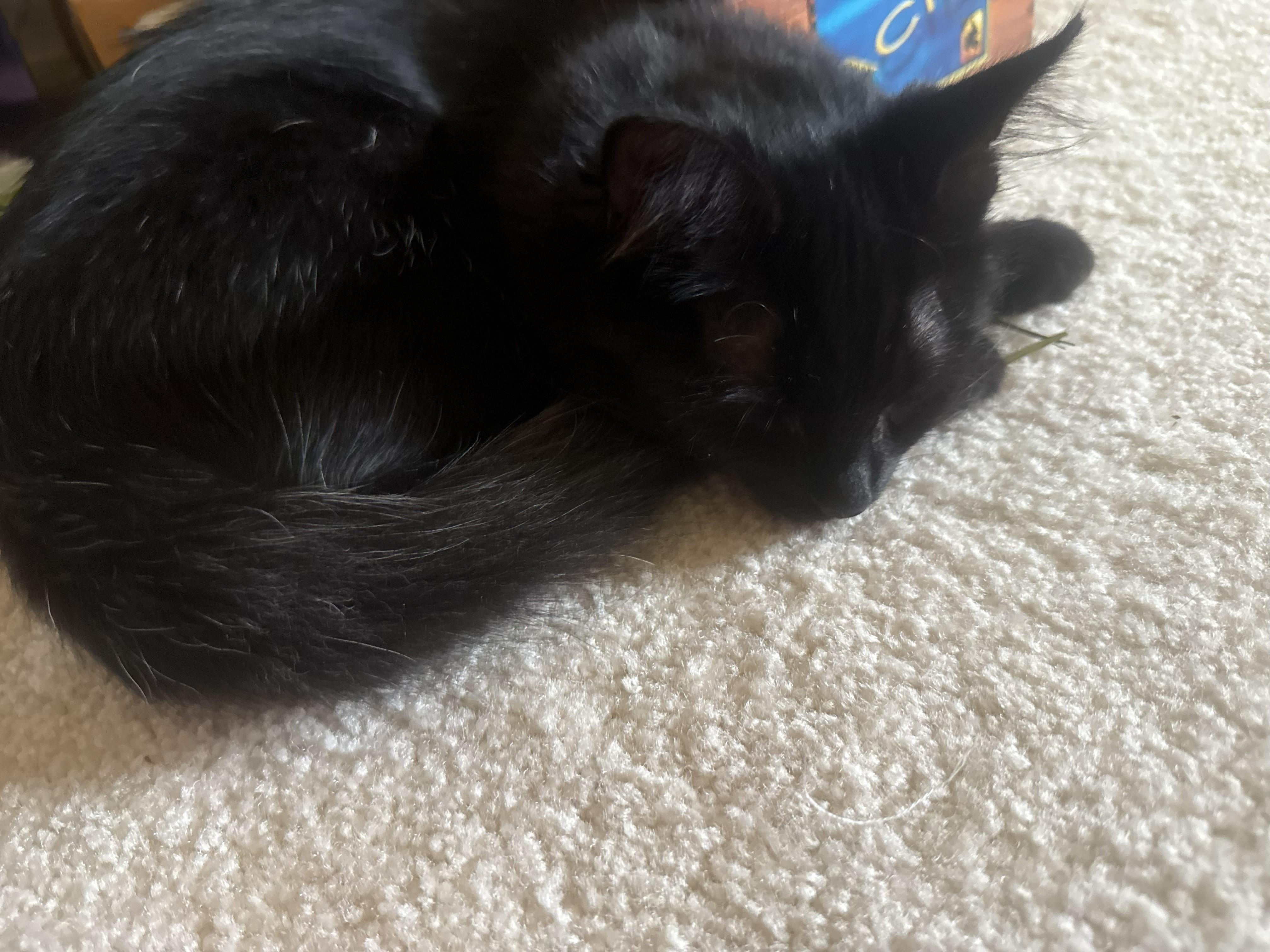 Shadow, a Adopted mixed breed in Karns City, PA image 2/6