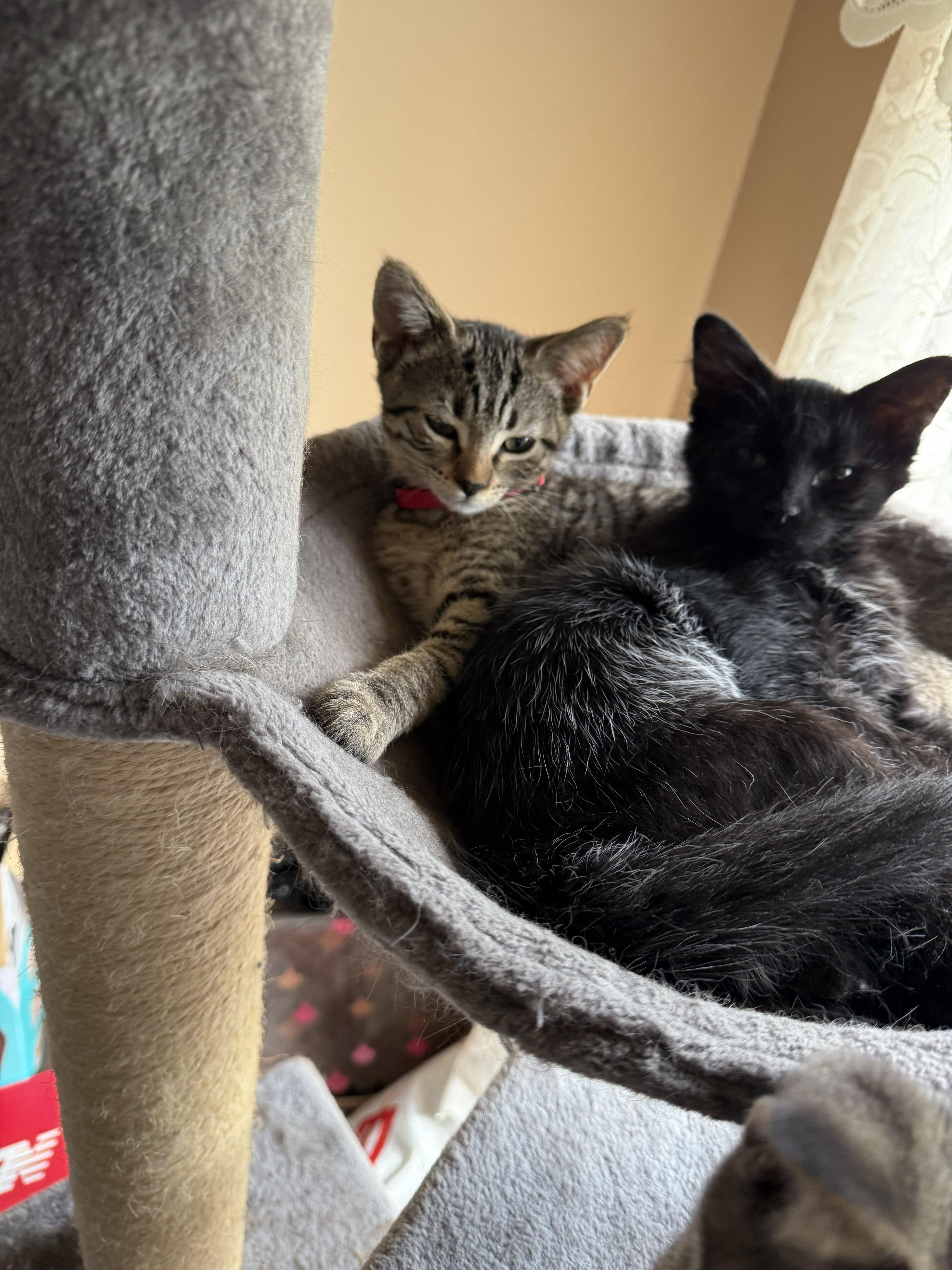 Shadow, a Adopted mixed breed in Karns City, PA image 4/6