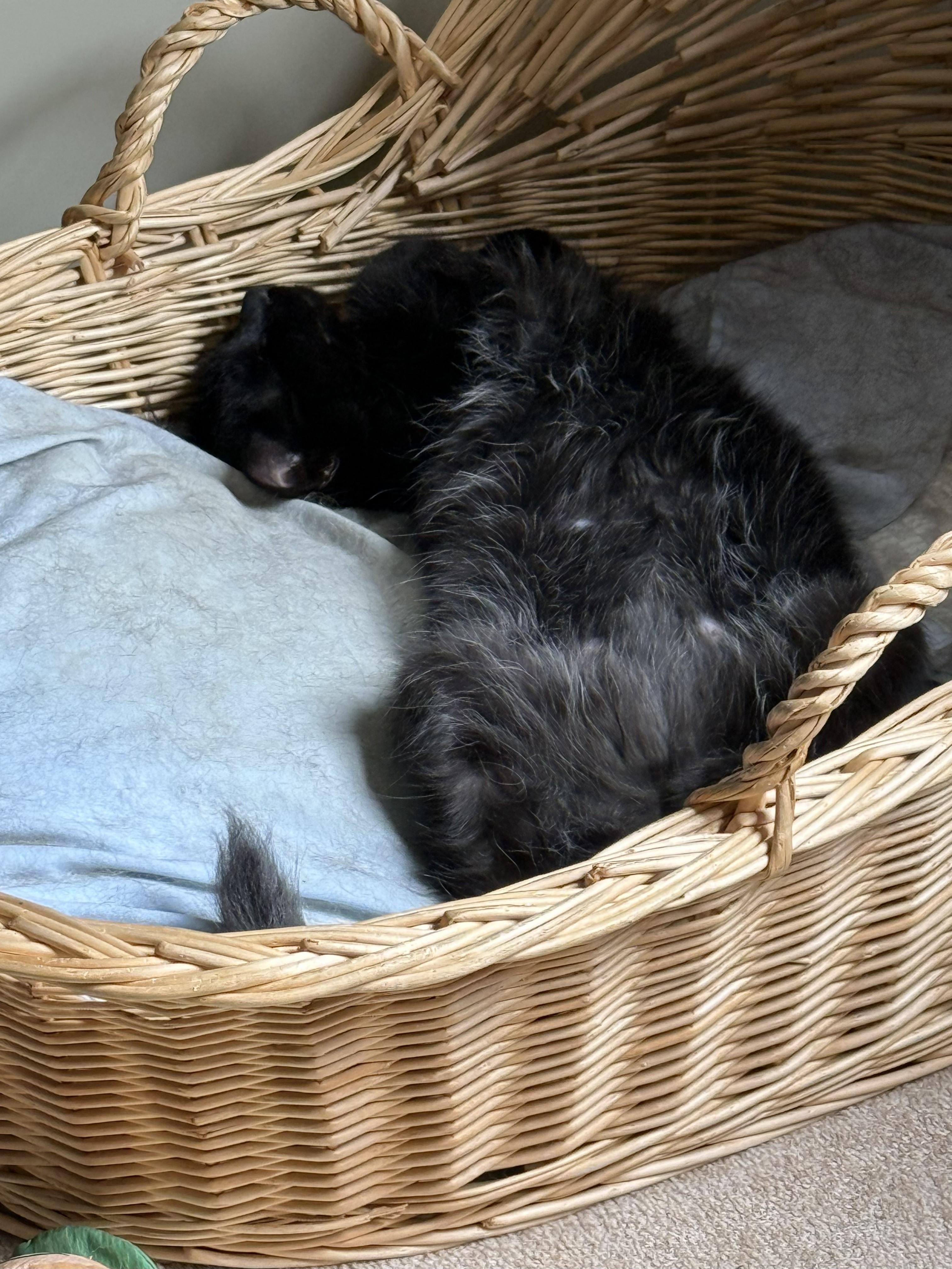 Shadow, a Adopted mixed breed in Karns City, PA image 5/6