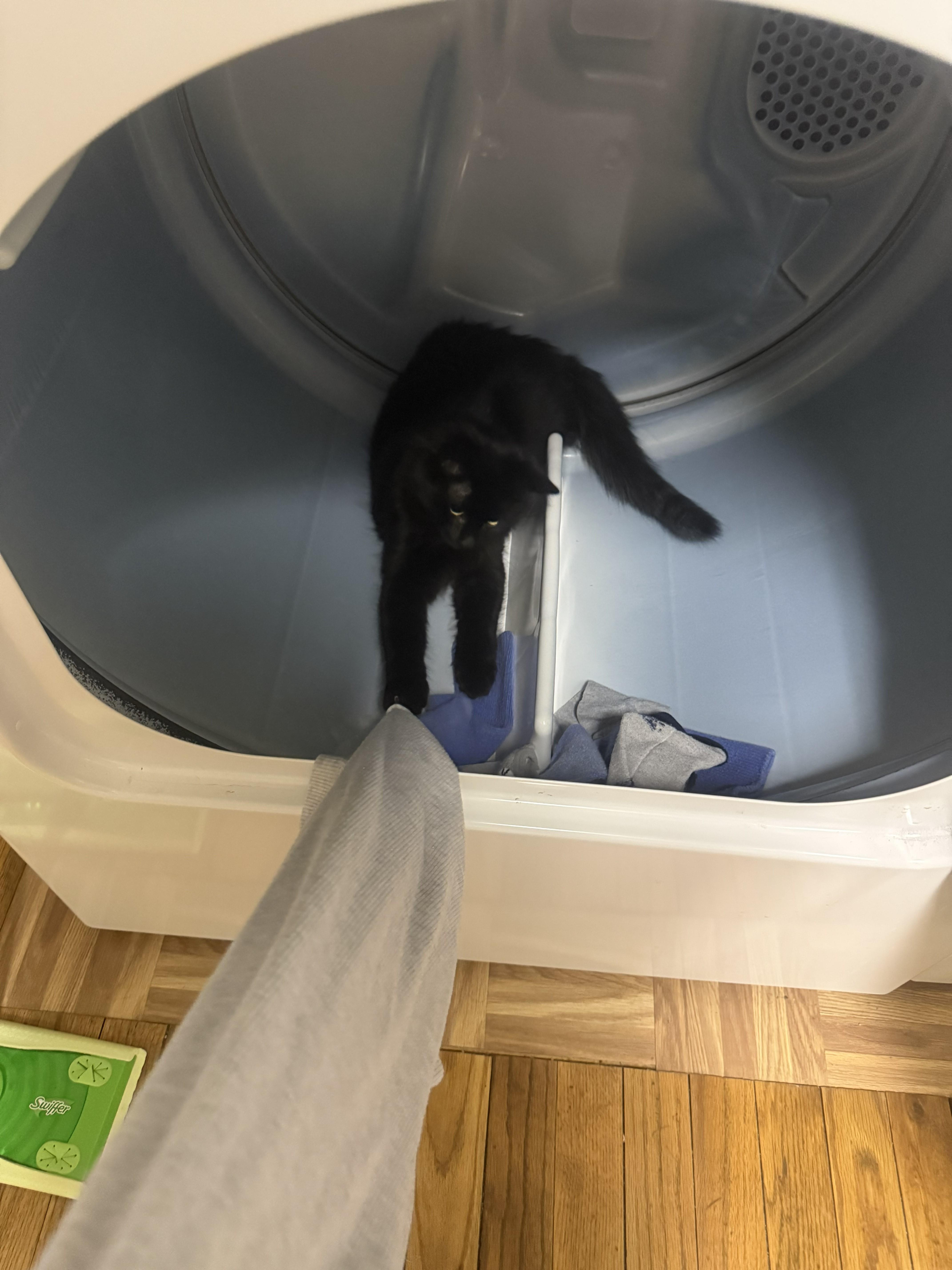 Shadow, a Adopted mixed breed in Karns City, PA image 6/6