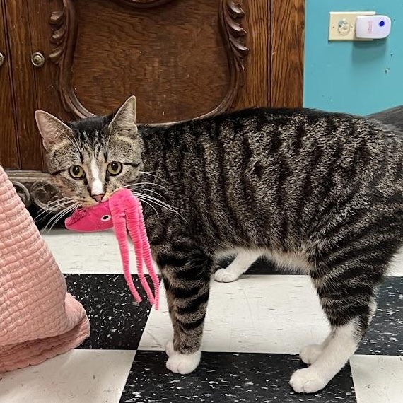 Socks, Adoptable, Young Male Domestic Short Hair.