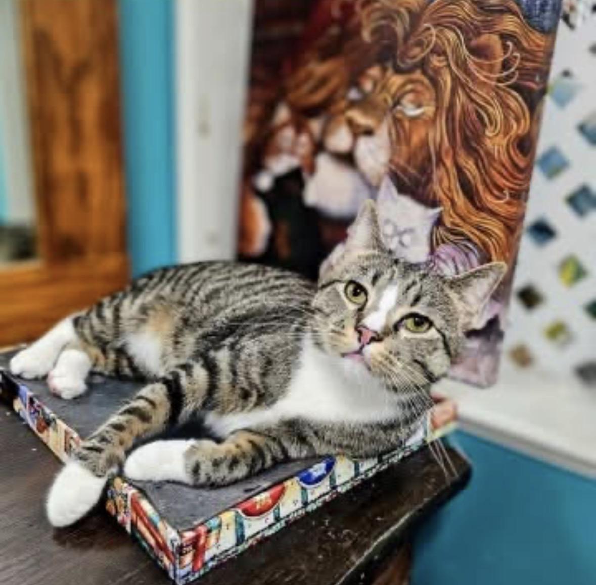 Socks, Adoptable, Young Male Domestic Short Hair.