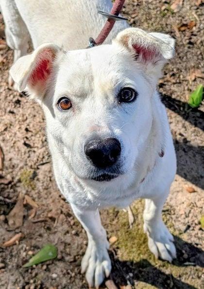 Enlarge Miss Wiggles, a ADOPTABLE mixed breed in Douglas, MA image 4/6