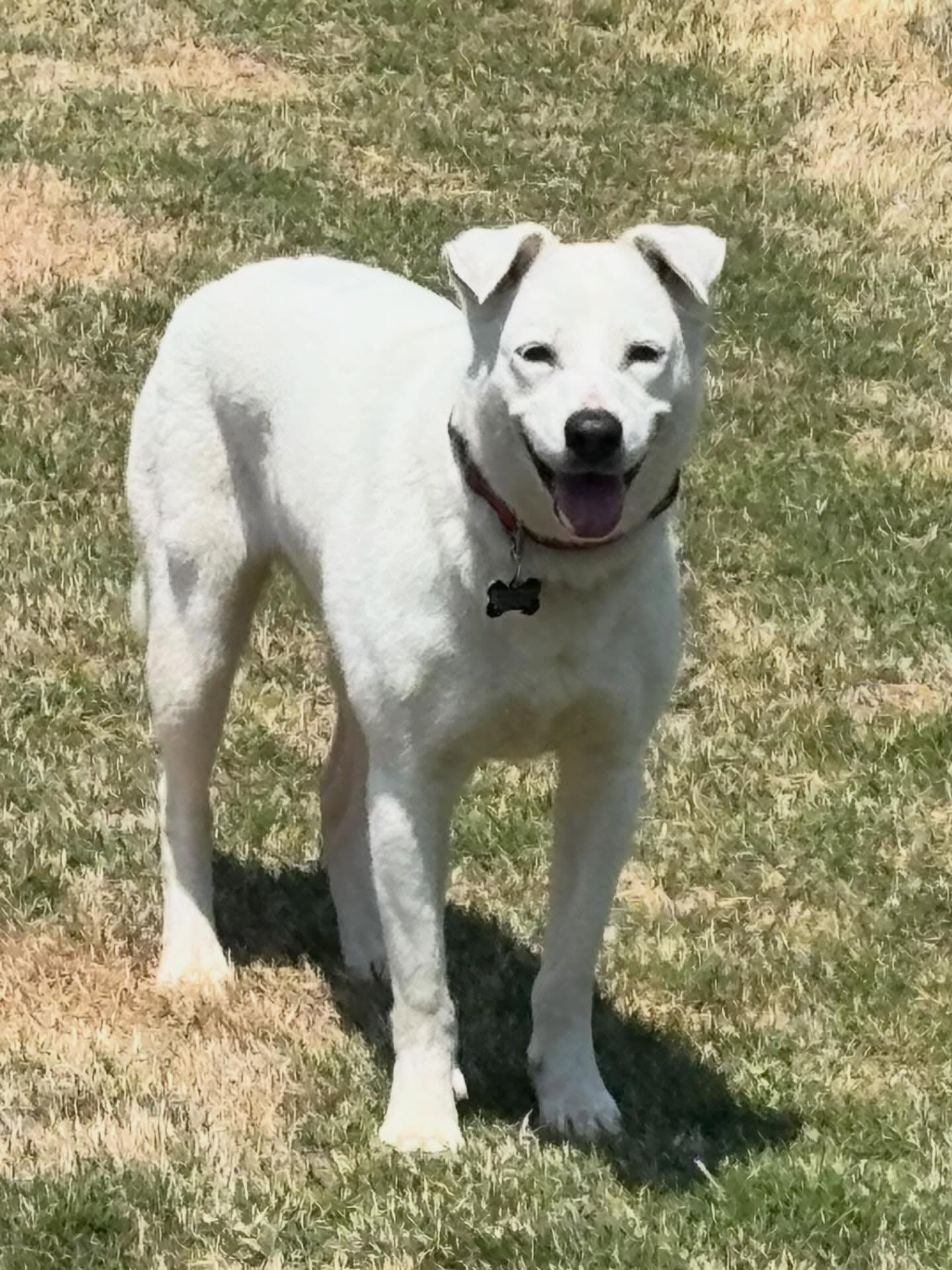 Enlarge Miss Wiggles, a ADOPTABLE mixed breed in Douglas, MA image 5/6