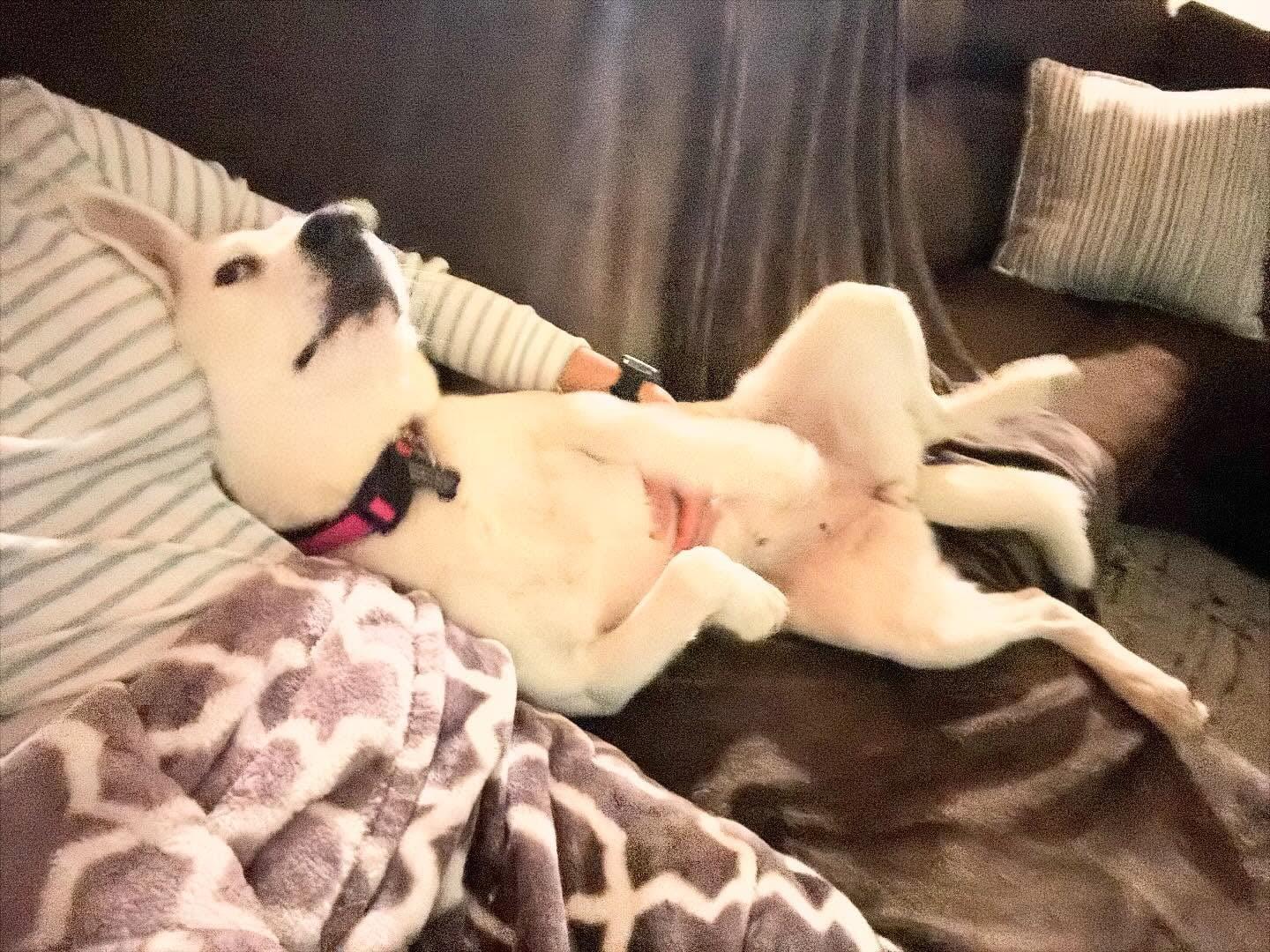 Enlarge Miss Wiggles, a ADOPTABLE mixed breed in Douglas, MA image 6/6