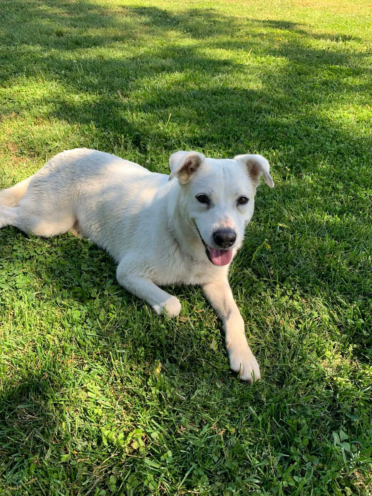 Enlarge Miss Wiggles, a ADOPTABLE mixed breed in Douglas, MA image 1/6