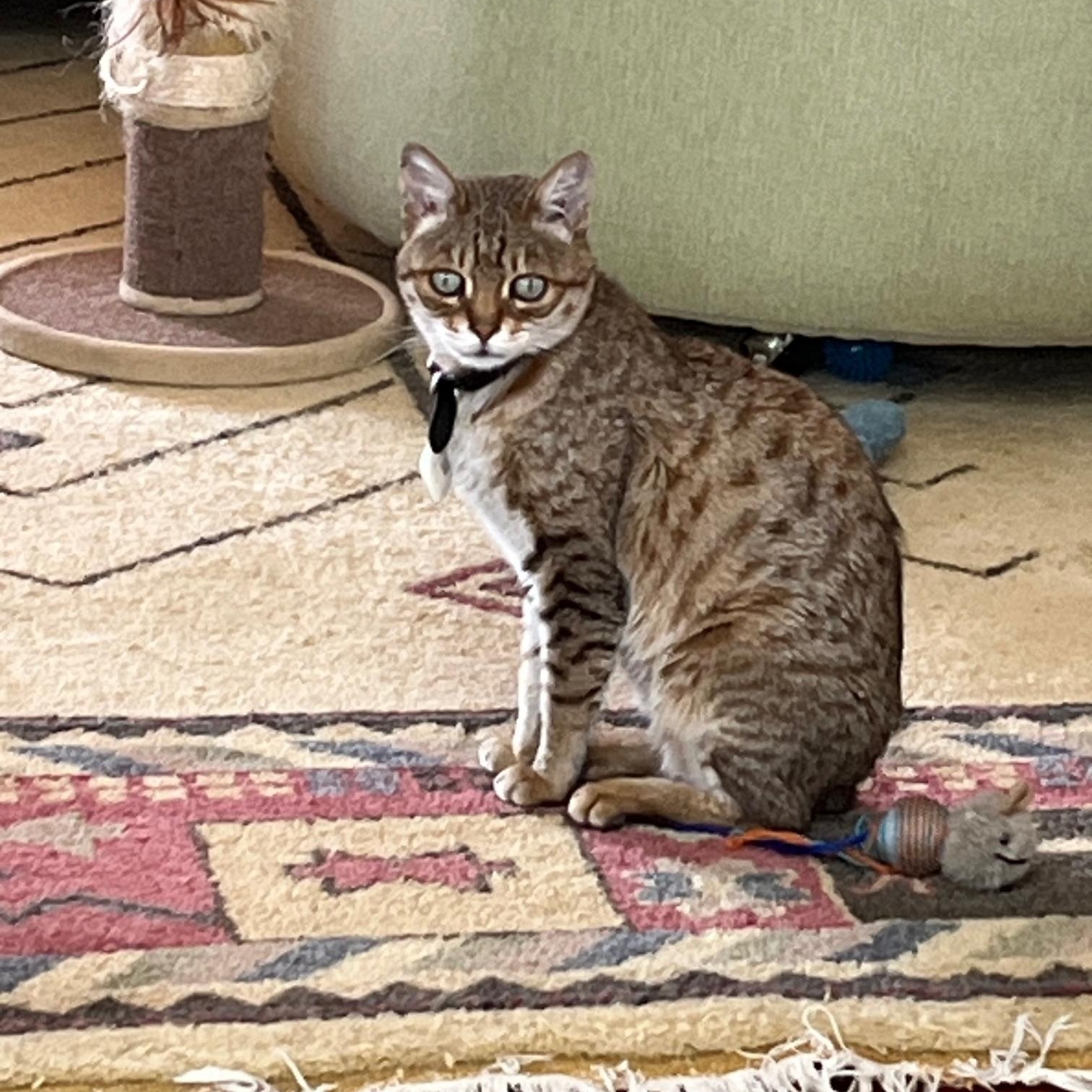 Thor, a Adoptable Savannah in Surrey, BC image 1/2