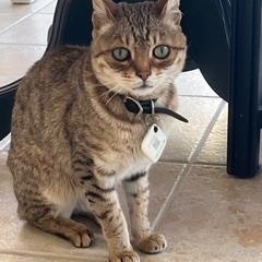 Thor, a Adoptable Savannah in Surrey, BC image 2/2