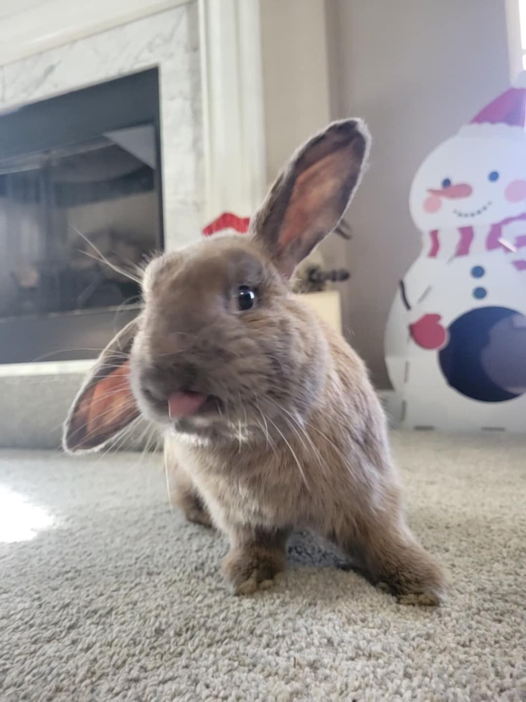 Enlarge Peanut, a Adopted Bunny Rabbit in Chapin, SC image 1/4
