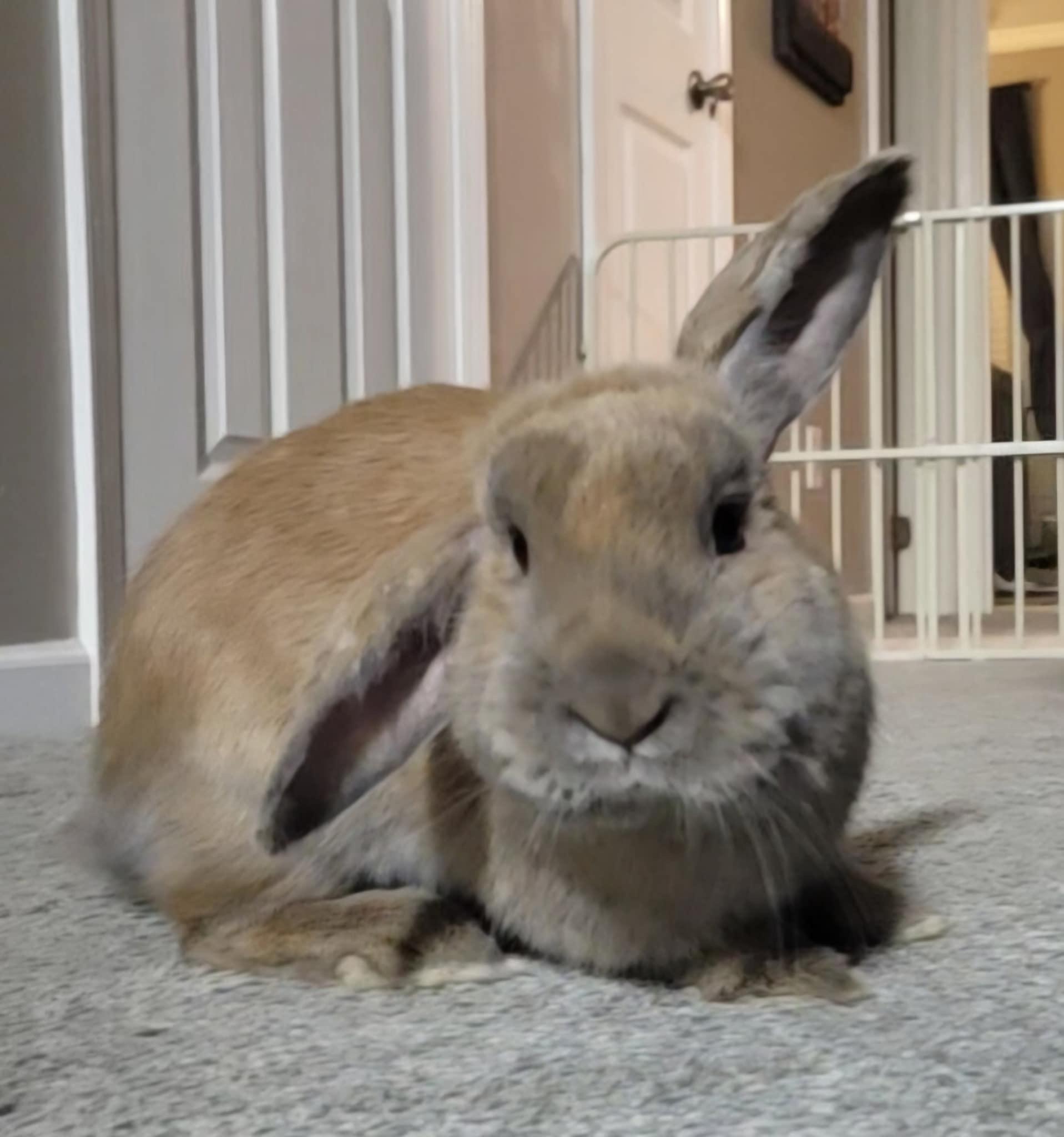 Enlarge Peanut, a Adopted Bunny Rabbit in Chapin, SC image 2/4