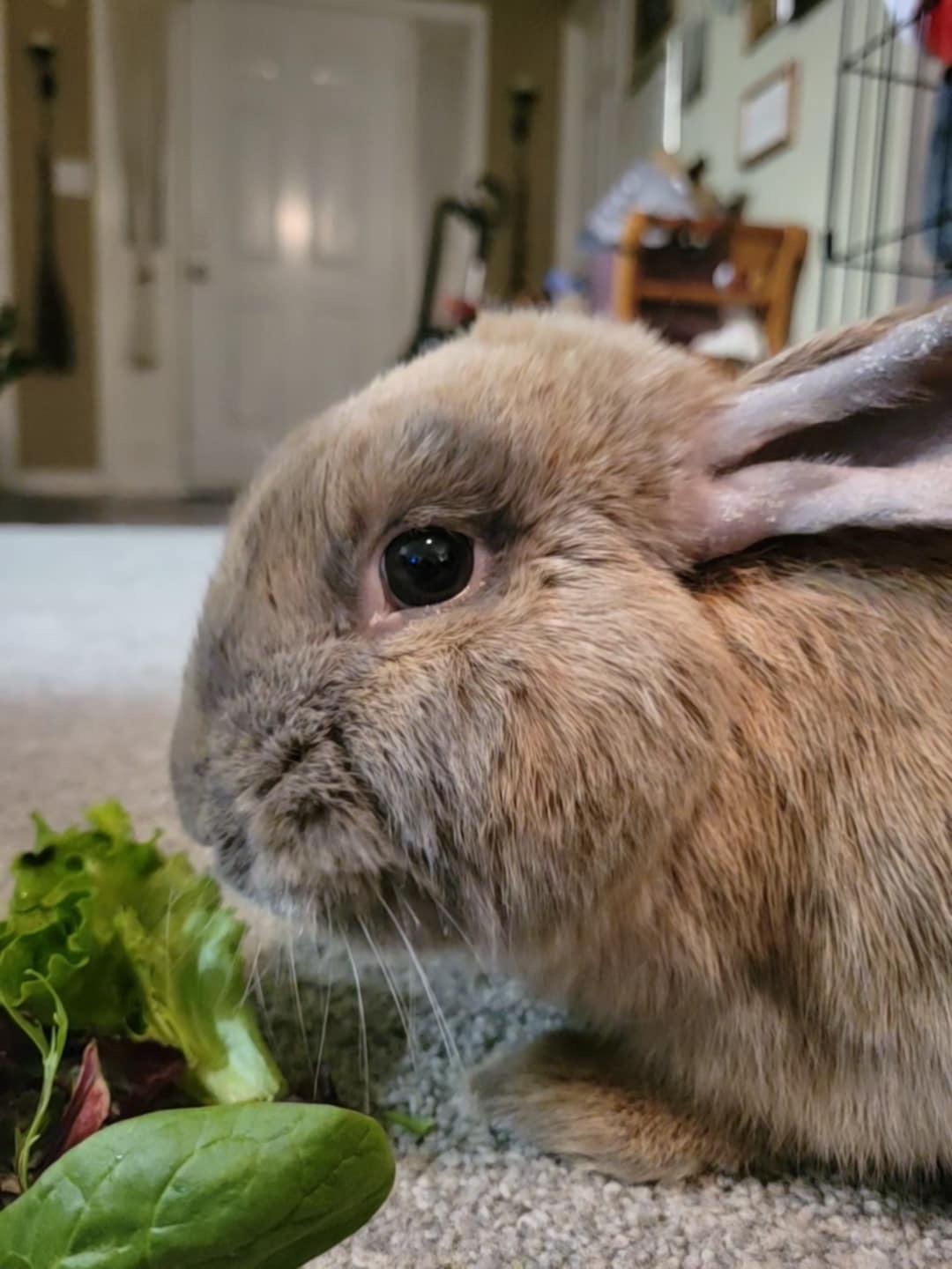 Enlarge Peanut, a Adopted Bunny Rabbit in Chapin, SC image 3/4