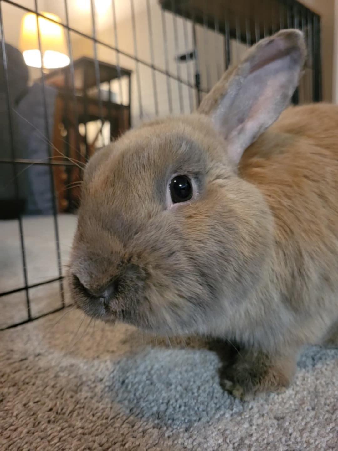 Enlarge Peanut, a Adopted Bunny Rabbit in Chapin, SC image 4/4