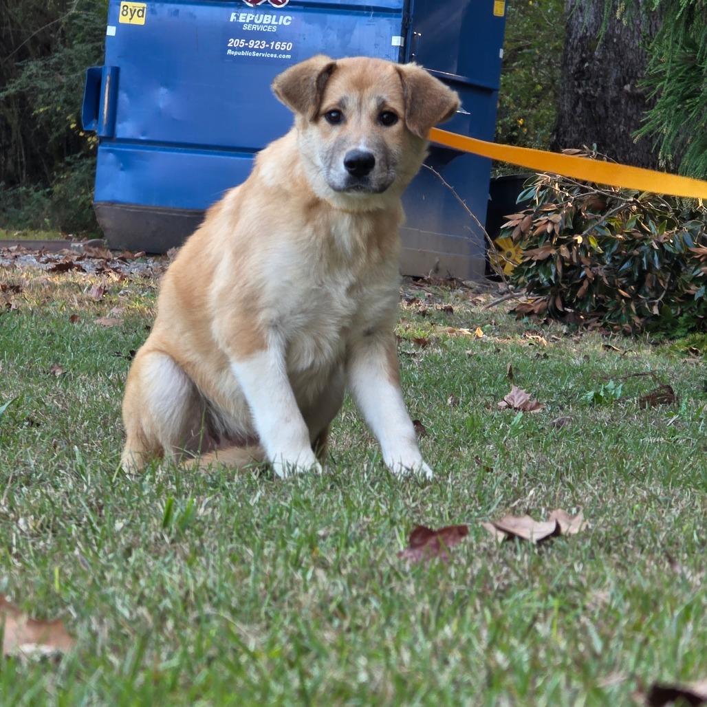 Margo, Adoptable, Puppy Female Great Pyrenees.