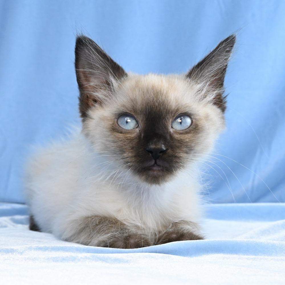 Enlarge Maestro, a Adoptable mixed breed in Mobile, AL image 1/6