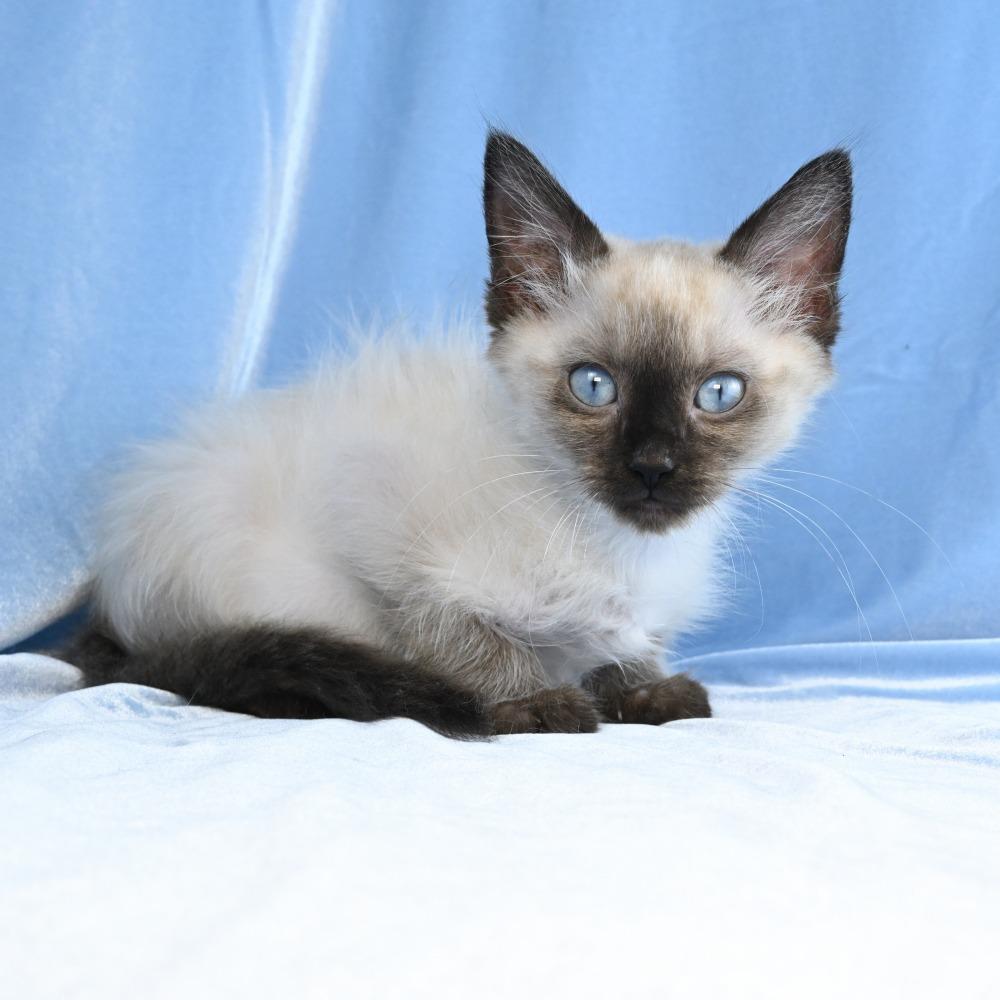 Enlarge Maestro, a Adoptable mixed breed in Mobile, AL image 2/6