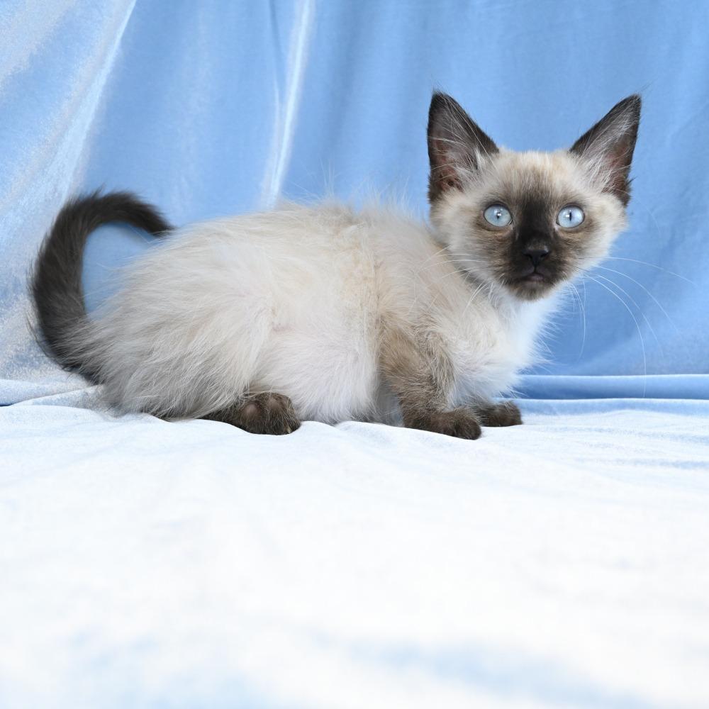 Enlarge Maestro, a Adoptable mixed breed in Mobile, AL image 3/6