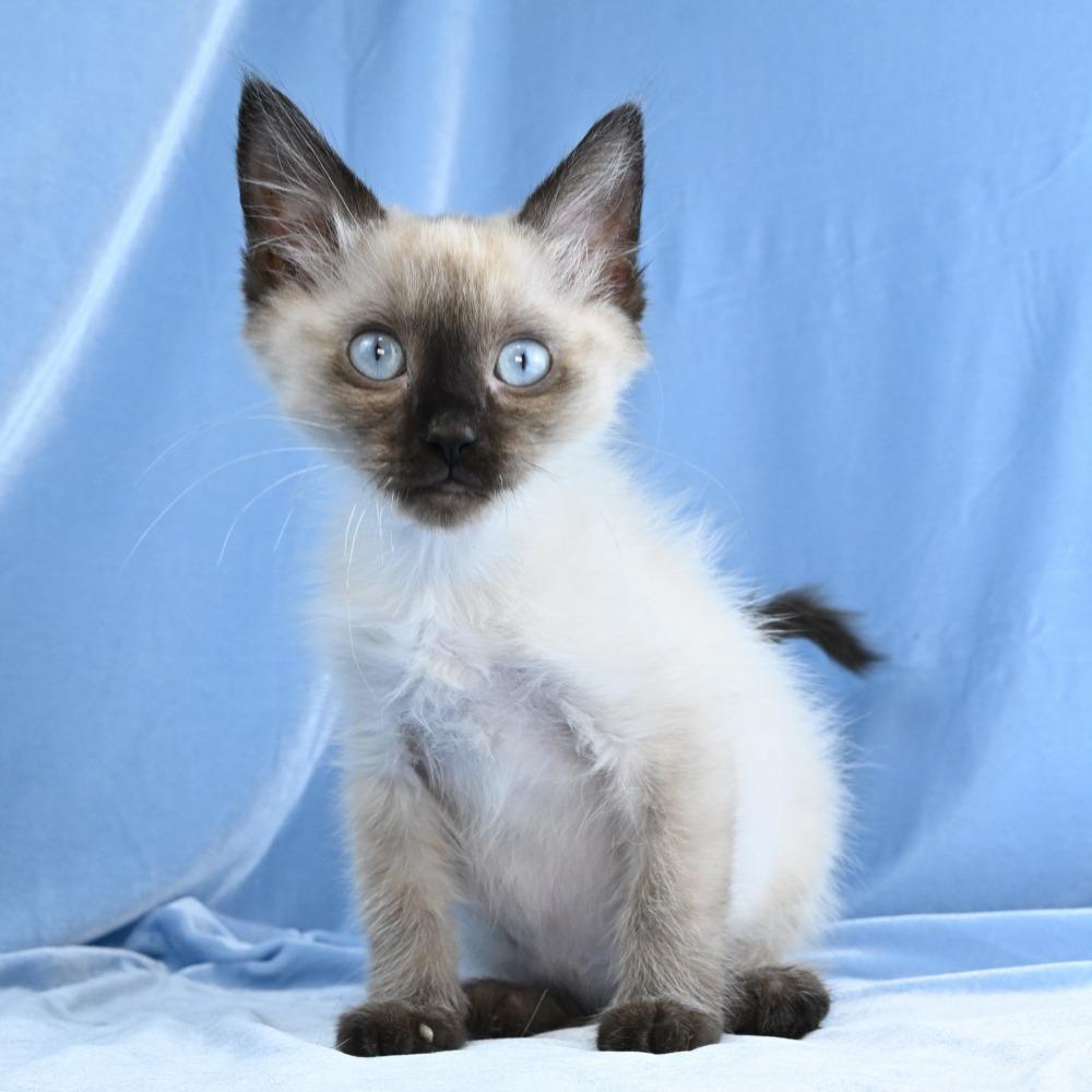 Enlarge Maestro, a Adoptable mixed breed in Mobile, AL image 4/6