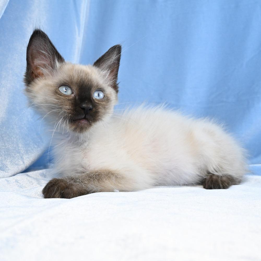 Enlarge Maestro, a Adoptable mixed breed in Mobile, AL image 5/6