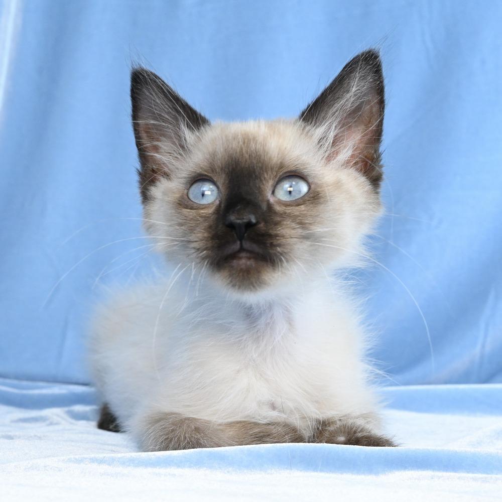 Enlarge Maestro, a Adoptable mixed breed in Mobile, AL image 6/6