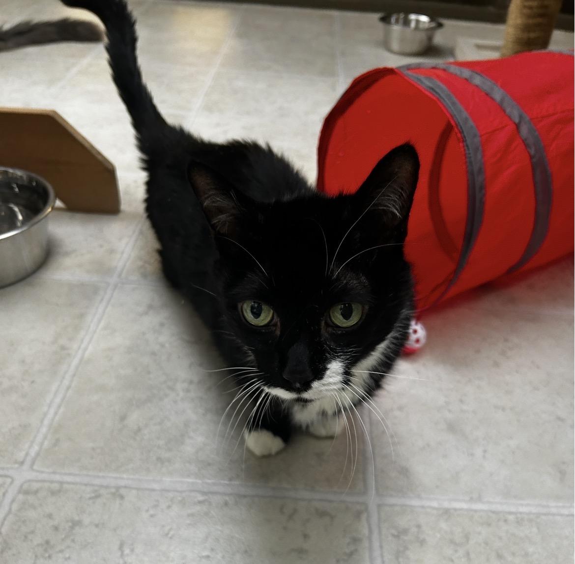 Enlarge Otter, an adopted Domestic Short Hair in Maple Ridge, BC image 3/6