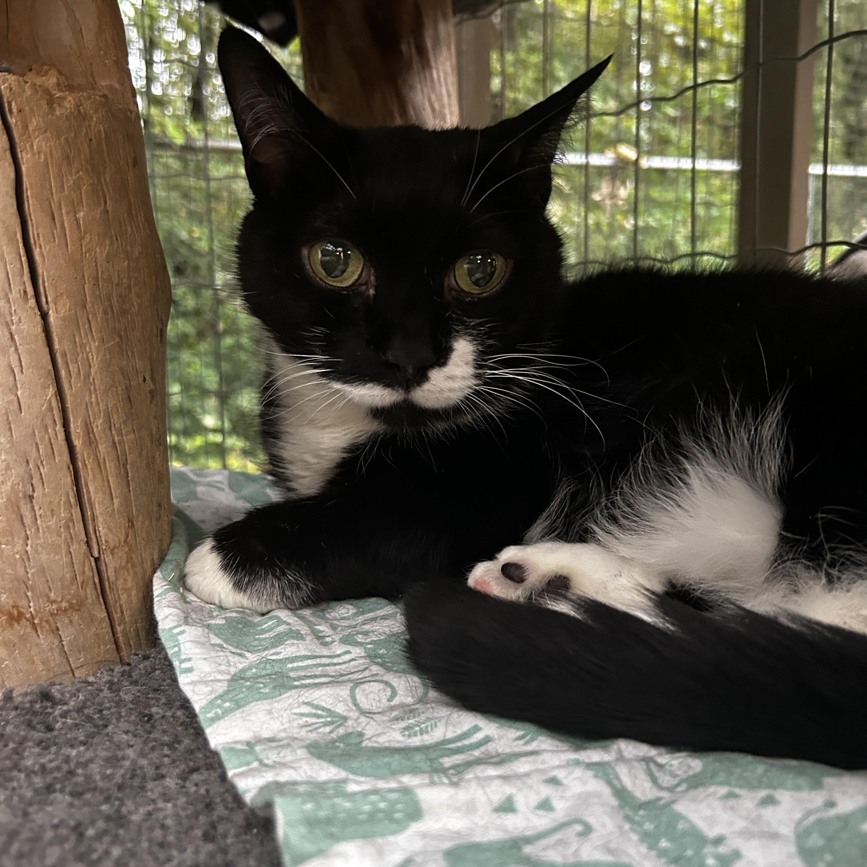 Otter, adopted, Senior Male Domestic Short Hair.