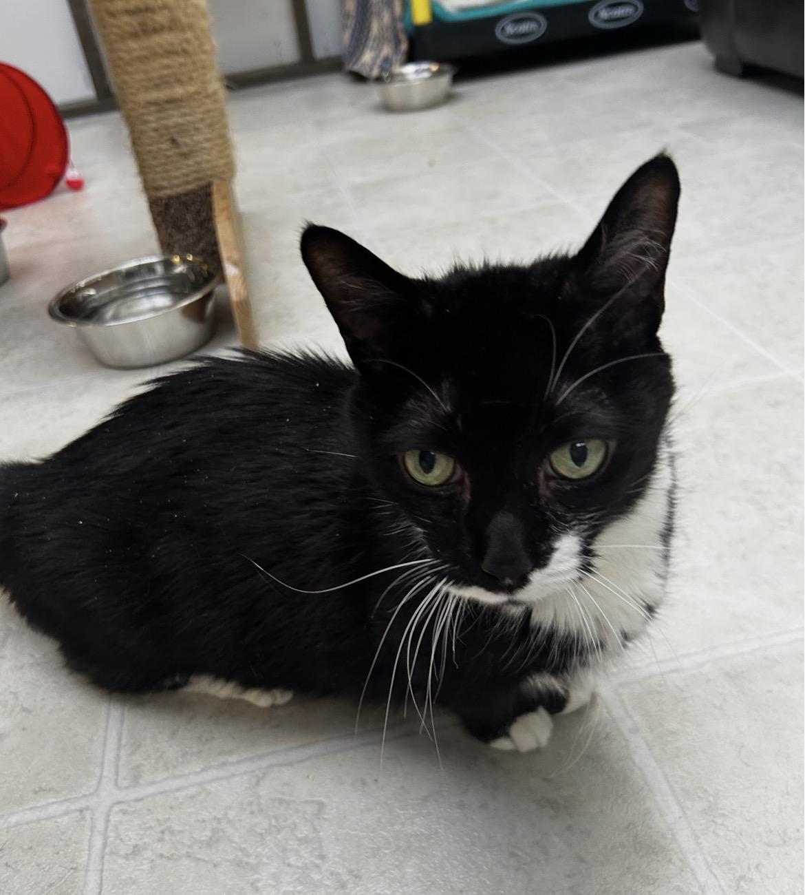 Enlarge Otter, an adopted Domestic Short Hair in Maple Ridge, BC image 2/6