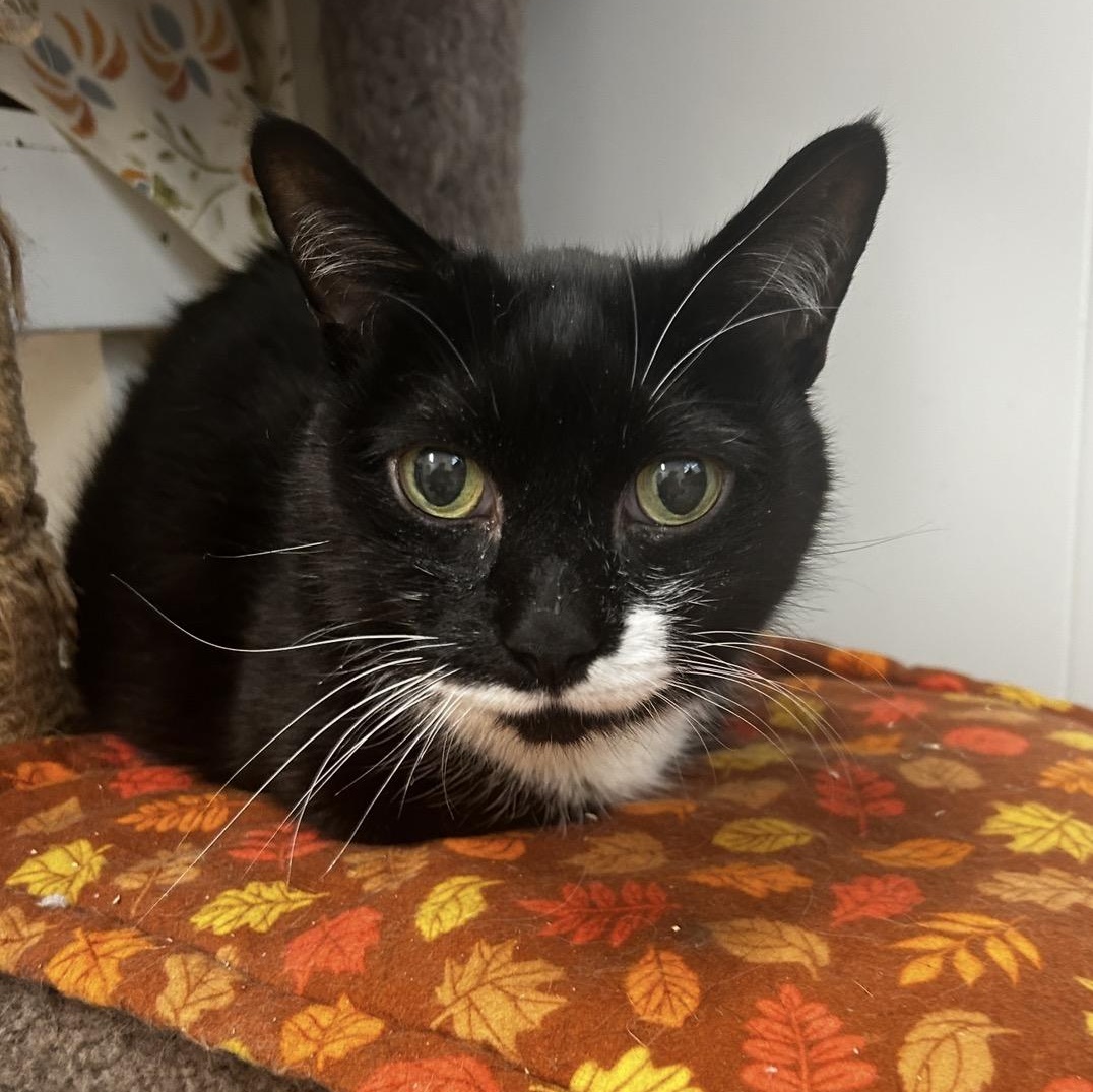 Enlarge Otter, an adopted Domestic Short Hair in Maple Ridge, BC image 4/6