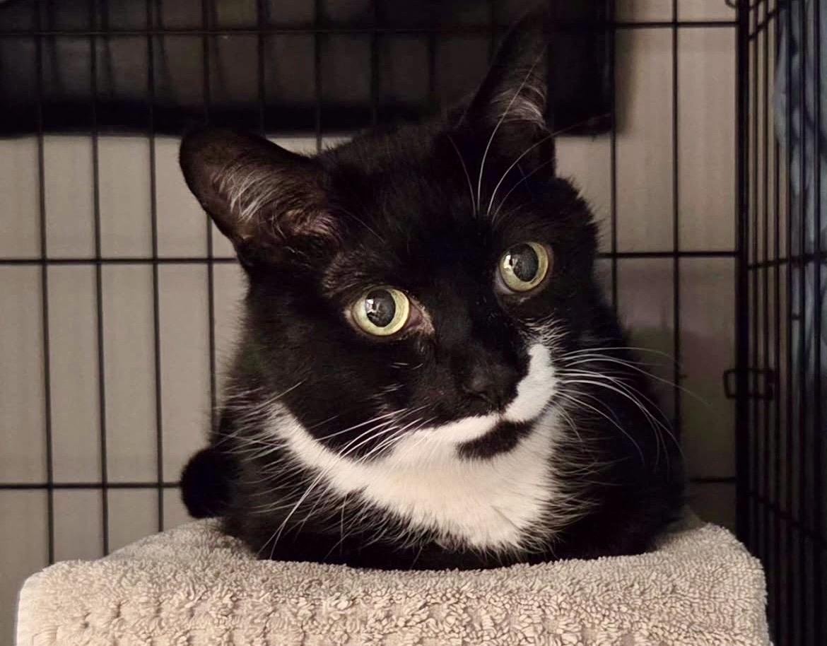 Enlarge Otter, an adopted Domestic Short Hair in Maple Ridge, BC image 6/6