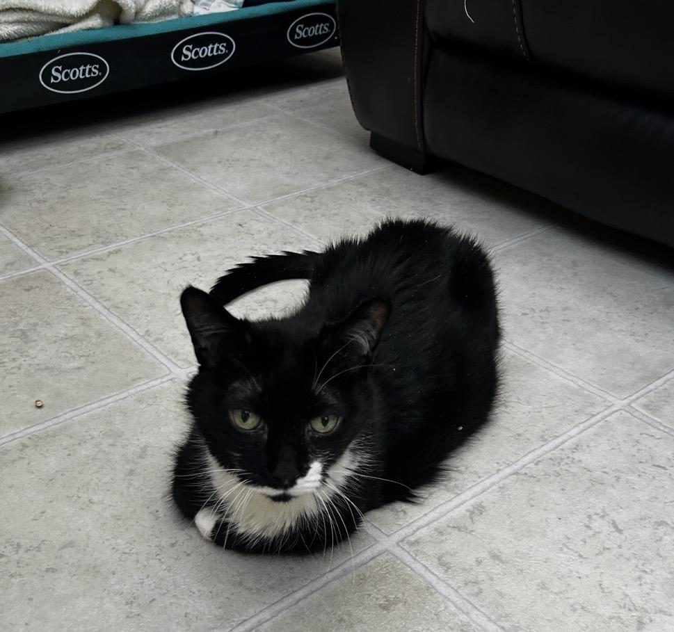 Enlarge Otter, an adopted Domestic Short Hair in Maple Ridge, BC image 5/6