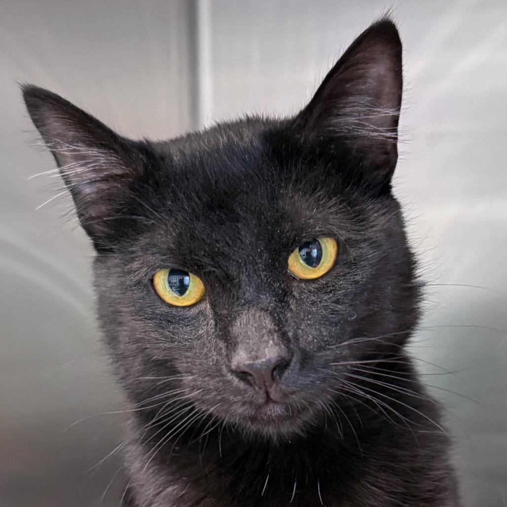 Coal, Adoptable, Adult Male Domestic Short Hair.