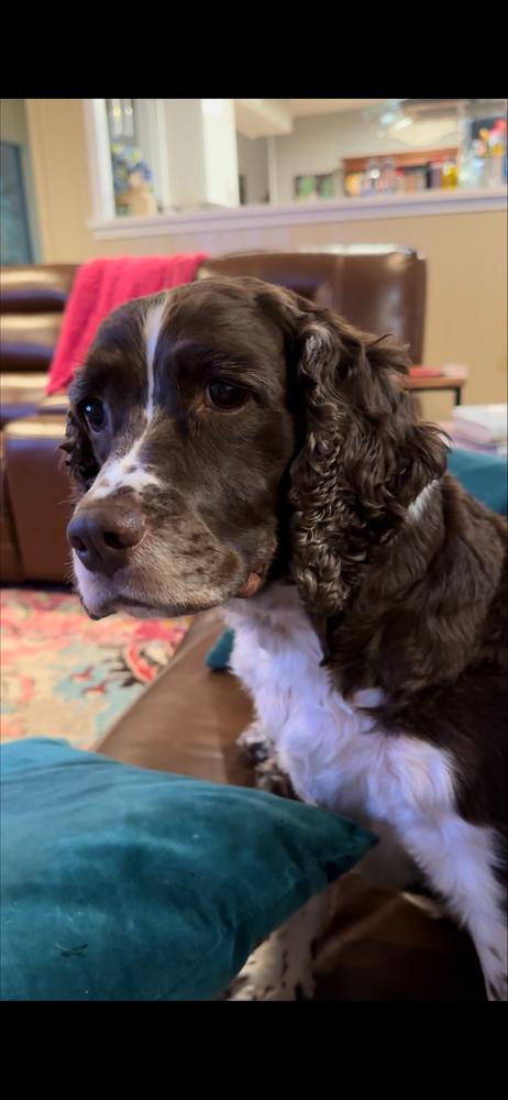 Hallie Berrie, Adoptable, Senior Female English Springer Spaniel.