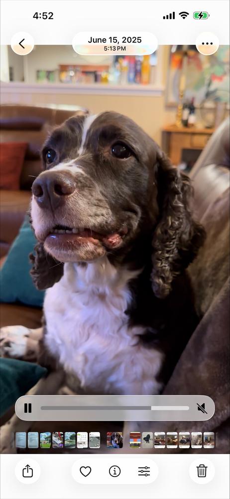 Enlarge Hallie Berrie, a Adoptable English Springer Spaniel in San Antonio, TX image 2/6