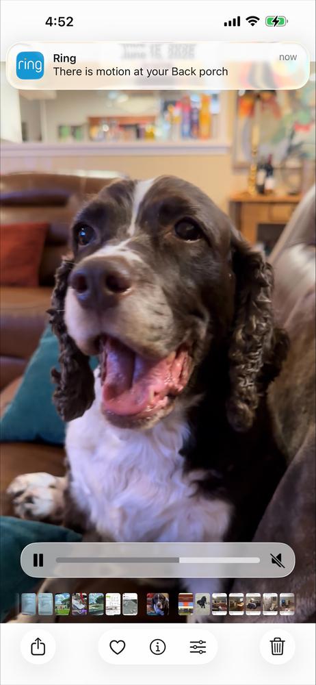 Enlarge Hallie Berrie, a Adoptable English Springer Spaniel in San Antonio, TX image 3/6